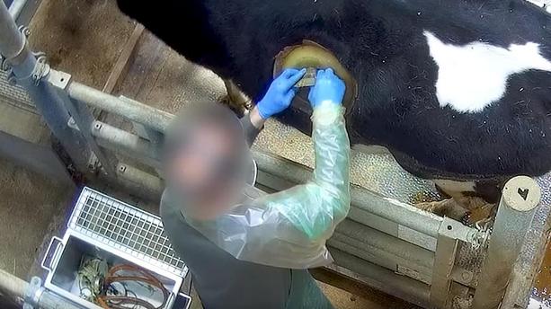 VIDEO. Les « vaches à hublots », la torture animale pour toujours plus de profits
