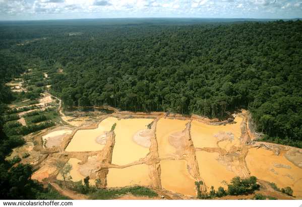 Dévastation de la forêt guyanaise par les multinationales chercheuses d'or