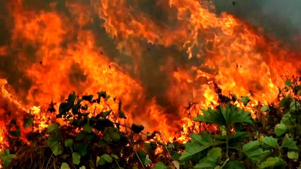 Brésil. Comment s'est renforcé l'agrobusiness responsable des incendies de l'Amazonie ?