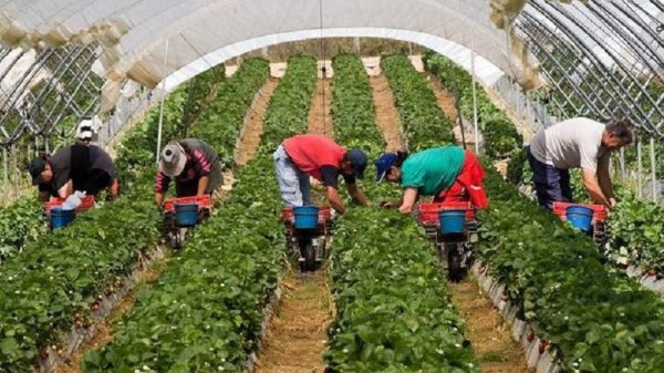 État espagnol : des migrants en condition de semi-esclavage dans l'agriculture