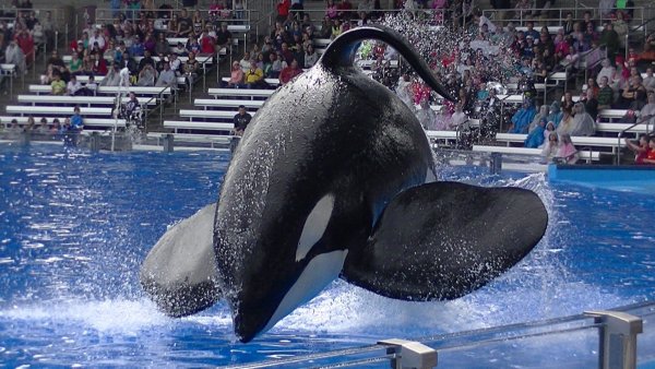 Tilikum, l'orque « prisonnière » qui rapportait des millions à Sea World, est morte