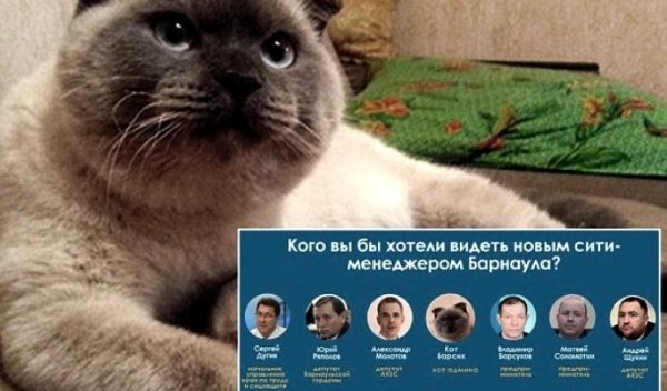 Russie : Le chat Barsik, en tête des sondages dans une ville en Sibérie