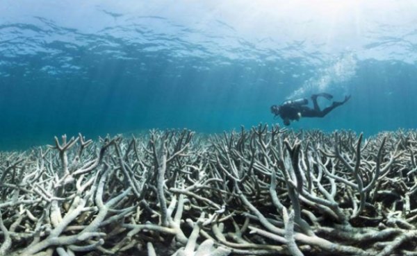 Réchauffement climatique : en Australie, la Grande Barrière de corail en péril