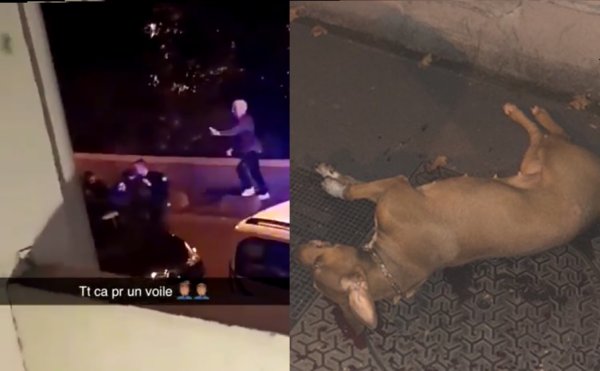 VIDEO. Une femme voilée arrêtée et agressée par la police, son chien abattu par un coup de feu