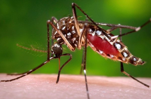 Retour de la Dengue : le spectre d'une nouvelle épidémie dévastatrice en Amérique du Sud