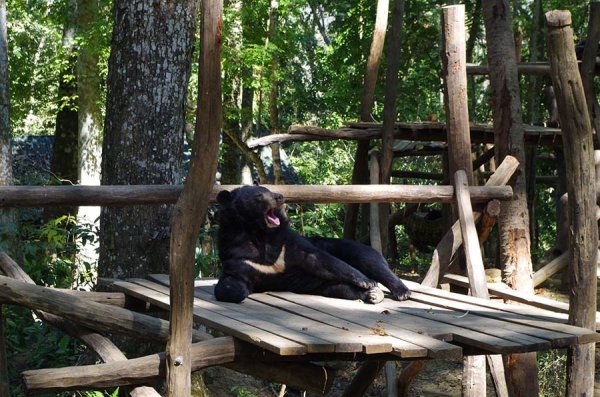 L'ours noir d'Asie, torturé pour sa bile