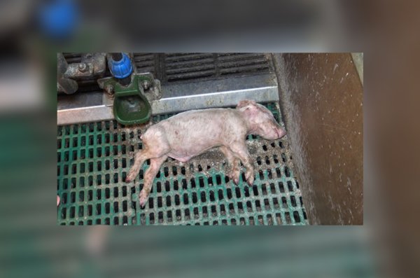 Scandale sanitaire dans un élevage de porc en Bretagne