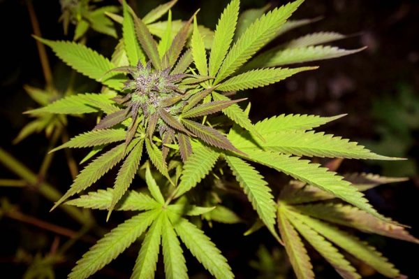 La Californie légalise le cannabis récréatif