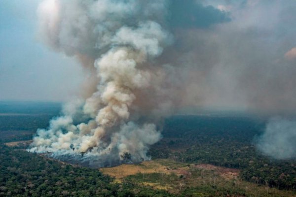 Amazonie : la déforestation en hausse en 2020