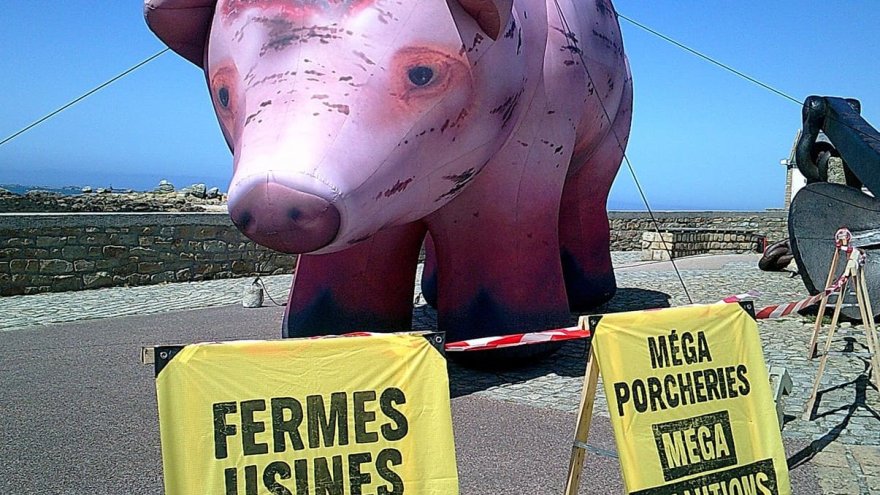 Mensonges, « corruption évidente » : le scandale écologique de l'industrie porcine dans le Finistère